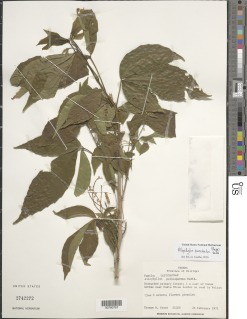 Allophylus punctatus image