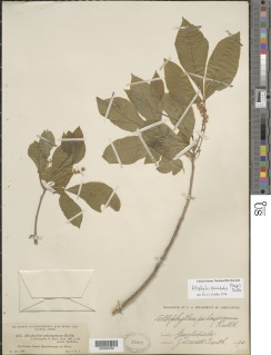 Image of Allophylus punctatus