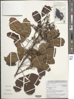 Allophylus africanus image