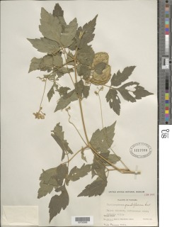 Cardiospermum grandiflorum image