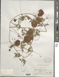 Image of Cardiospermum halicacabum
