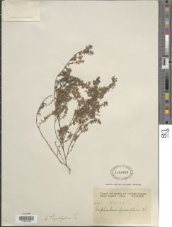 Euphorbia thymifolia image