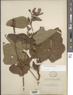 Clappertonia ficifolia image