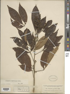 Image of Allophylus camptostachys