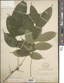 Deinbollia cuneifolia image