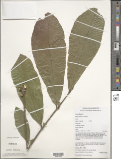 Chytranthus setosus image
