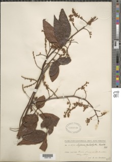 Serjania psilophylla image