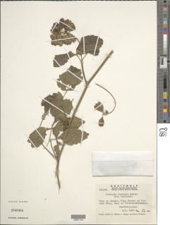 Serjania racemosa image
