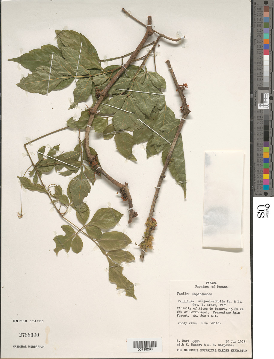 Paullinia serjaniaefolia image