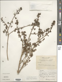 Deinbollia grandifolia image