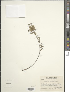 Euphorbia orizabae image