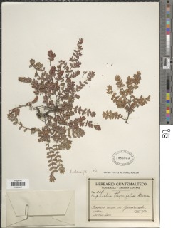 Euphorbia densiflora image
