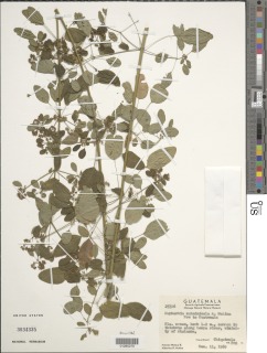 Euphorbia culminicola image