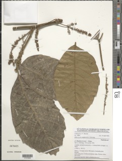 Image of Allophylus le-testui