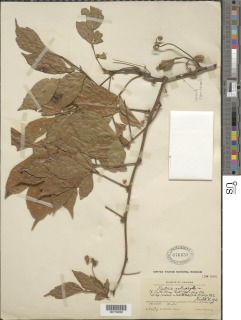 Paullinia mallophylla image