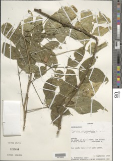 Paullinia serjaniaefolia image