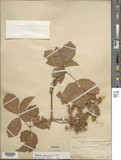Image of Serjania paniculata