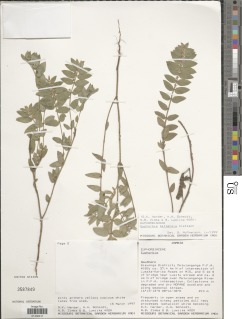 Euphorbia tettensis image