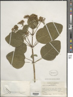 Euphorbia cotinifolia image