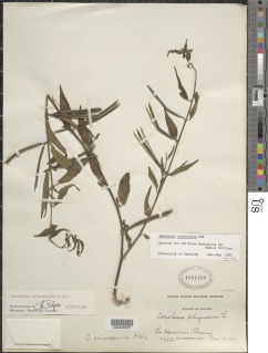 Corchorus orinocensis image