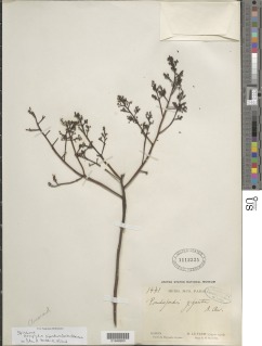 Ganophyllum giganteum image