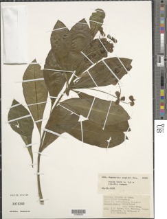 Euphorbia engleri image
