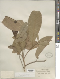 Cupania costaricensis image