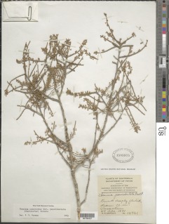 Thouinia canescens var. paucidentata image