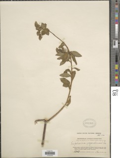 Euphorbia ugandensis image