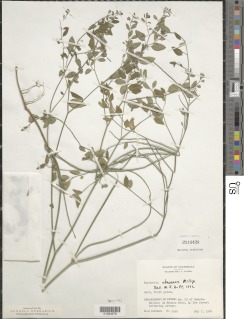 Euphorbia xbacensis image