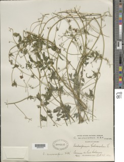 Cardiospermum halicacabum var. microcarpum image