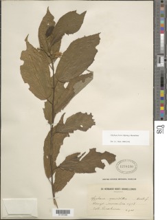 Image of Glyphaea brevis