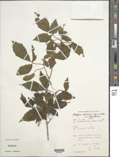 Allophylus chaunostachys image