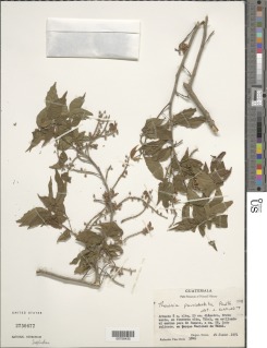 Thouinia paucidentata var. paucidentata image
