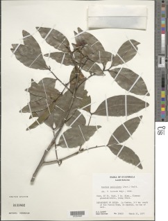 Image of Exothea paniculata