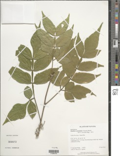 Paullinia serjaniifolia image