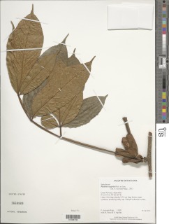 Image of Paullinia ingifolia
