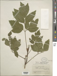 Paullinia mallophylla image