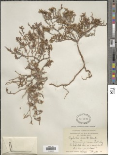 Euphorbia incerta image