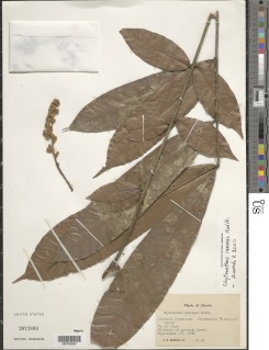 Chytranthus carneus image