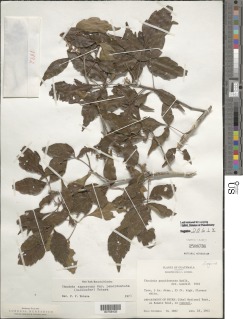 Thouinia canescens var. paucidentata image