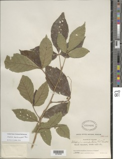 Allophylus racemosus image