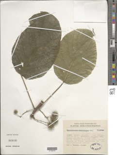 Ancistrocarpus densispinosus image