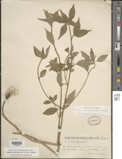 Euphorbia schiedeana image