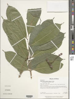 Chytranthus talbotii image