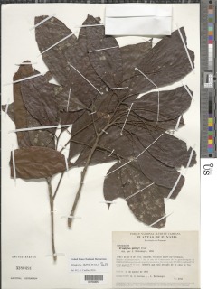 Image of Allophylus jamaicensis