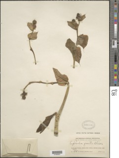 Euphorbia grantii image