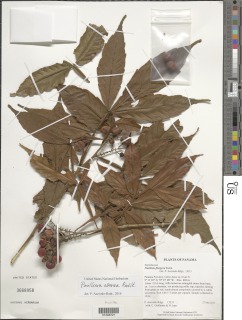 Image of Paullinia olivacea