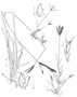 Poaceae - Cynodon dactylon 