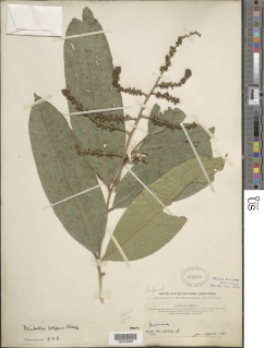 Deinbollia cuneifolia image